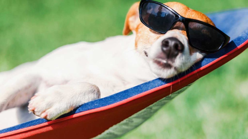 dog-in-summer